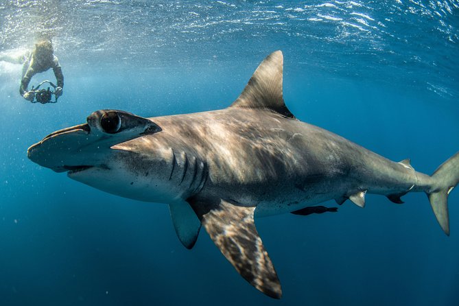 Snorkeling or Swimming with Sharks in Cabo San Lucas - Photos, wildlife, and the value beyond sharks