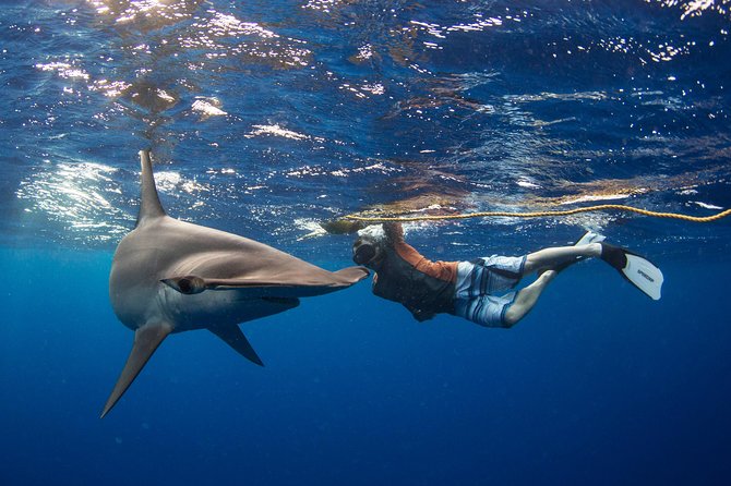 Snorkeling or Swimming with Sharks in Cabo San Lucas - Starting at the marina and passing Cabo’s famous Arch