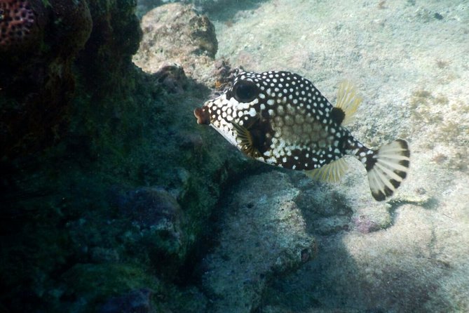 Snorkeling with Caribbean fish and private cenote exploration - Lunch in a simple local setting