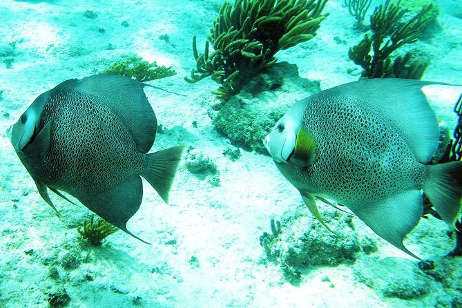 Snorkeling with Caribbean fish and private cenote exploration - What to pack for the cave and coast