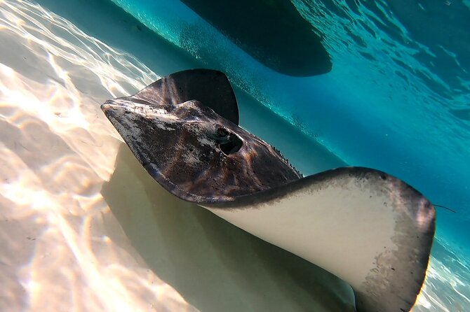 Starfish, Stingrays and the Turtle Sanctuary Snorkel Tour - The turtle question deserves a clear answer