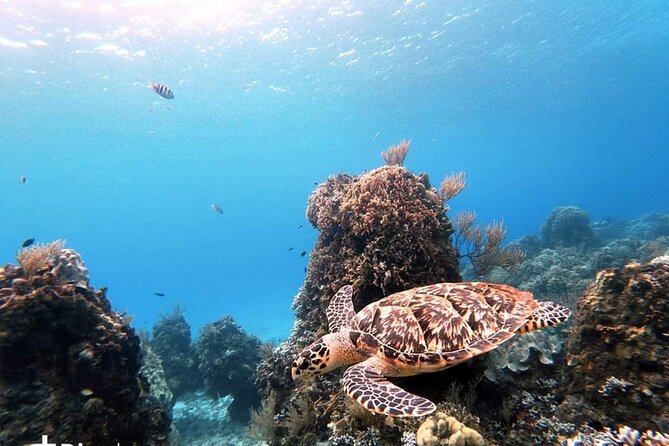 Starfish, Stingrays and the Turtle Sanctuary Snorkel Tour - A small boat changes the feel of the day