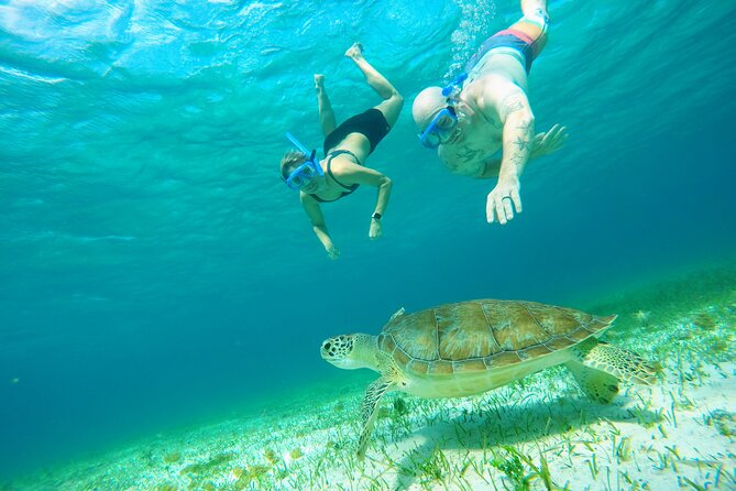 Starfish, Stingrays and the Turtle Sanctuary Snorkel Tour - Getting to Marina Cozumel ASIPONA