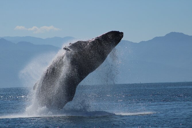 Sunsets and Whales Mega Yachts ALL INCLUSIVE: Puerto Vallarta - Why this cruise works so well in Puerto Vallarta