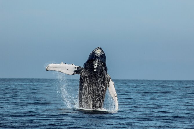 Sunsets and Whales Mega Yachts ALL INCLUSIVE: Puerto Vallarta - Who should book this Puerto Vallarta cruise?