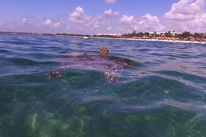 Swim with akumal turtles - Fish, rays, and the Akumal coral barrier