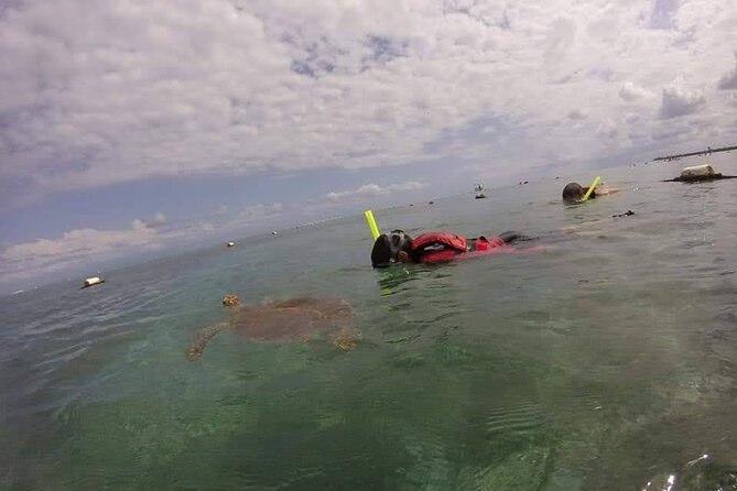 Swim with akumal turtles - What the private format really gives you