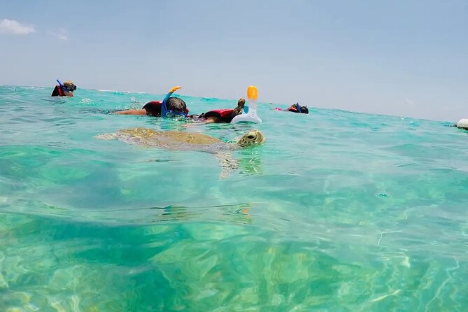 Swim with akumal turtles - Is $37 a good value?
