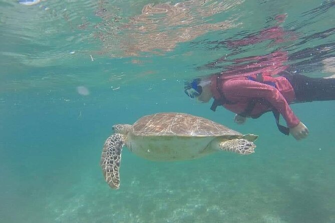Swim with akumal turtles - Tips for a smoother swim