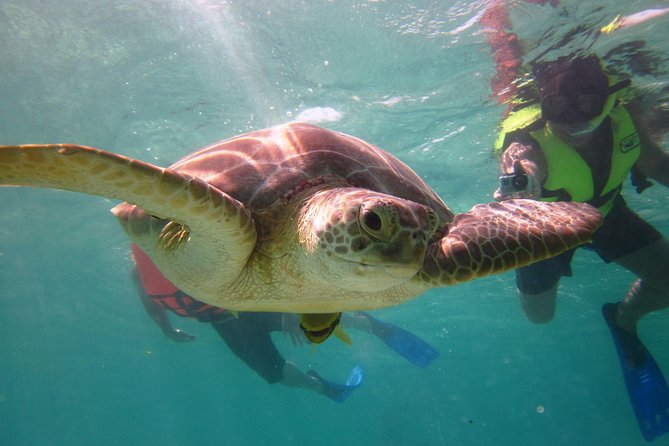 Swim with sea turtles - Akumal Beach puts turtles within easy reach