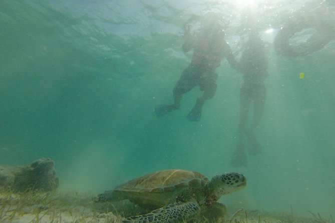 Swim with sea turtles - Turtles, rays, squid, and fish