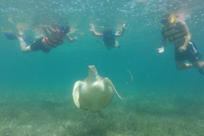 Swim with sea turtles - Morning departures have a practical edge