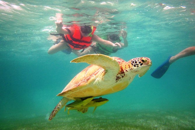 Swim with sea turtles - Why the private format matters