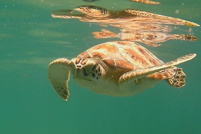 Swim with Turtles in Akumal + GoPro Photo Session - Why the private format is worth considering