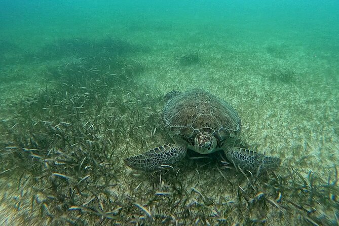 Swim with Turtles in Akumal + GoPro Photo Session - The guide makes the difference