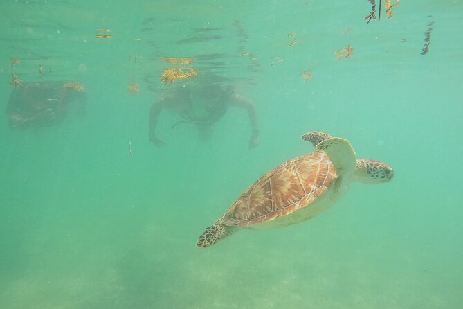 Swim with Turtles in Akumal + GoPro Photo Session - Getting to the meeting point