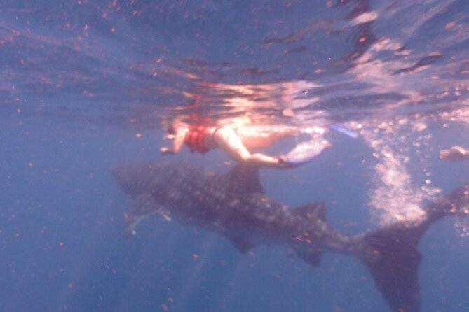 Swim with Whale Shark from Isla Mujeres and Cancun - Swimming beside Isla Mujeres whale sharks