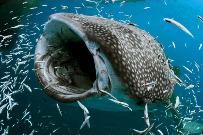 Swim with Whale Shark from Isla Mujeres and Cancun - How the two-person water entries work