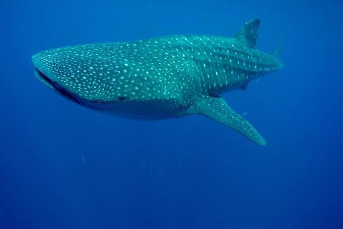 Swim with Whale Shark from Isla Mujeres and Cancun - Drinks and sandwiches between swims