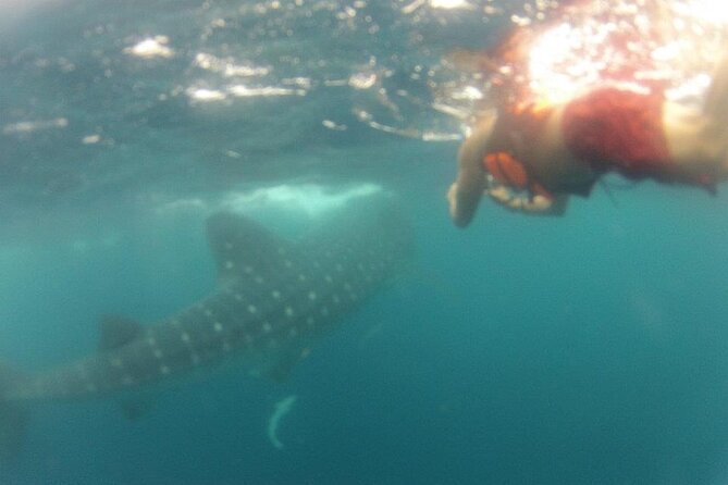 Swim with Whale Shark from Isla Mujeres and Cancun - Reef snorkeling on the way back
