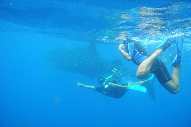 Swim with Whale Shark from Isla Mujeres and Cancun - Fresh ceviche at North Beach