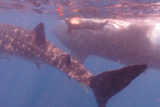 Swim with Whale Shark from Isla Mujeres and Cancun - Is $161.30 good value?