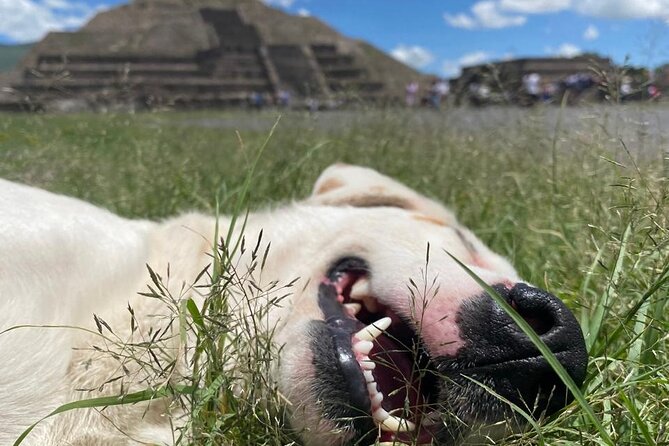 Teotihuacan Pyramids Morning Tour With Me, Angela! - Why the early morning matters at Teotihuacan