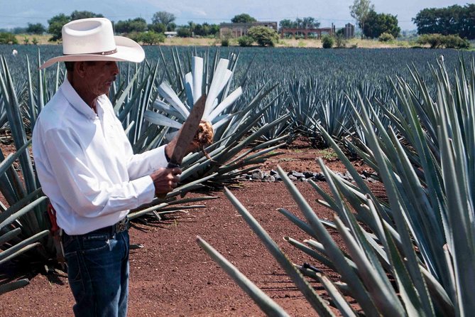 Tequila distillery experience, Jose Cuervo & Tequila Magic Town - Two hours in Tequila town