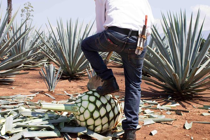 Tequila distillery experience, Jose Cuervo & Tequila Magic Town - How long is this day really?