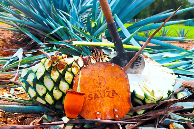 Tequila Express - Key things to know before booking