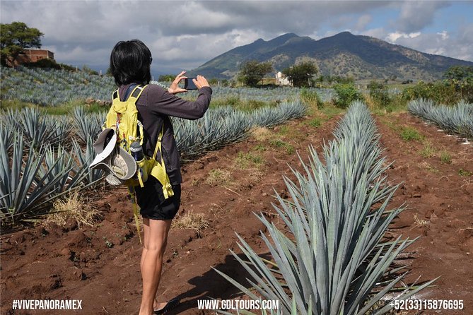 Tequila Route Experience from Guadalajara - El Arenal and the route through agave country
