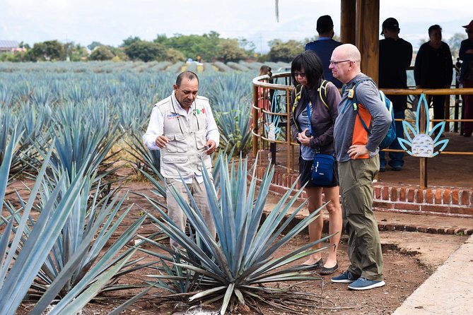 Tequila Route Experience from Guadalajara - The UNESCO agave fields are more than a photo stop