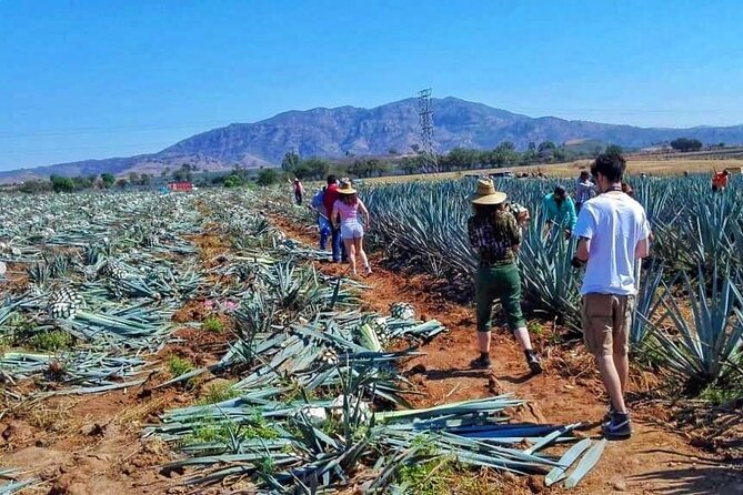 Tequila Tour - Tequila Don Valente and the first serious tasting
