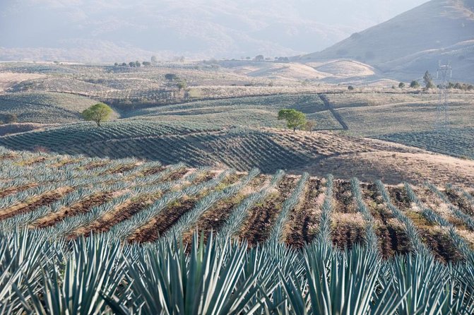 The Agave Experience Tequila Tour in Jalisco - Key points to know before booking