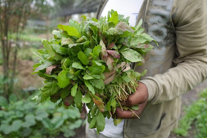 The City Green Exploring the Urban Eco Reserve of Xochimilco - What $150 buys you