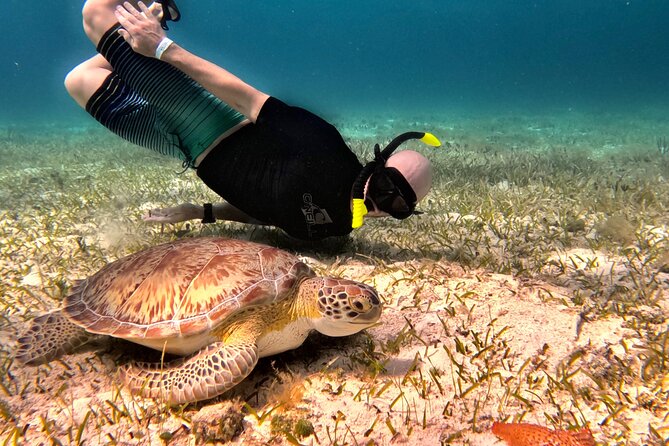 The Cozumel Turtle Sanctuary Snorkel Tour - Downtown Departure and Hotel Pier Pickup