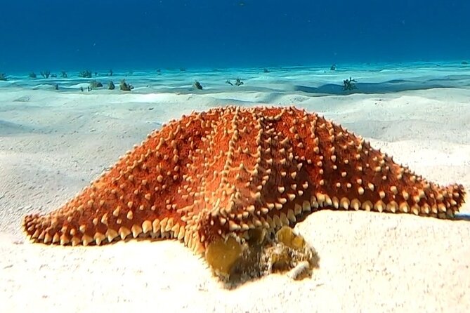 The Cozumel Turtle Sanctuary Snorkel Tour - Stop Three: El Cielo and Its Starfish