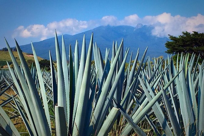 The Fire TOUR - Pyramids, Volcanoes, Agaves & Tequila - Who should book this experience?