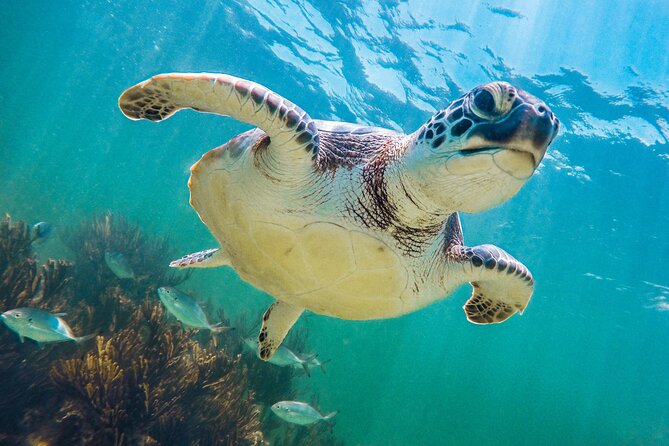 Tour to Tulum and cenote with swimming with turtles from Riviera Maya - Swimming at Canamayte and Mariposa Cenote
