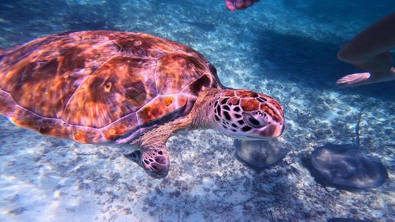 Tulum: 2-Hour Snorkeling in Two Spots of Tulum's Reef - What the first snorkeling site offers