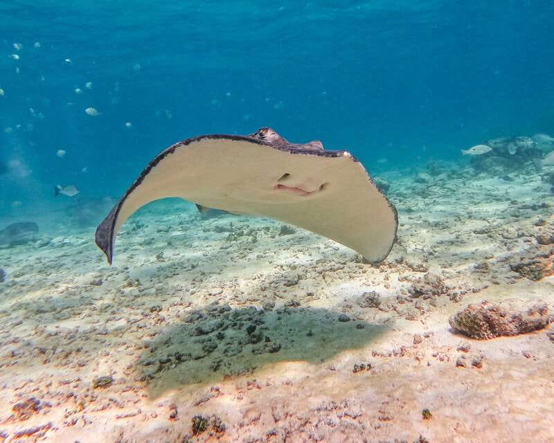Tulum: 2-Hour Snorkeling in Two Spots of Tulum's Reef - Guides who help you see more and worry less