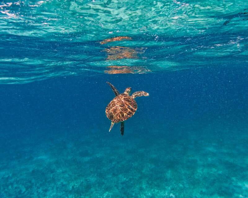 Tulum: 2-Hour Snorkeling in Two Spots of Tulum's Reef - Morning or afternoon: timing can shape the ride