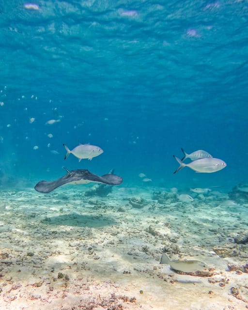 Tulum: 2-Hour Snorkeling in Two Spots of Tulum's Reef - The real price: $50 plus park access