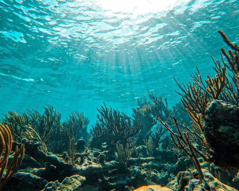 Tulum: 2-Hour Snorkeling in Two Spots of Tulum's Reef - What to bring and how to prepare