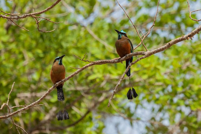 Tulum & Cenote Adventure - Who Will Get the Most From This Tour