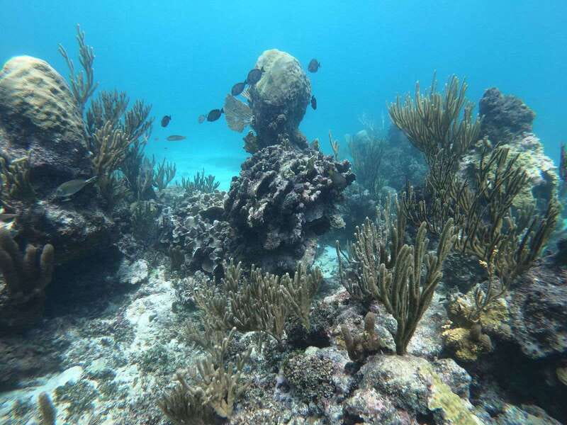 Tulum: Private Snorkel and Sailing Experience - Snorkeling over the Mesoamerican Reef