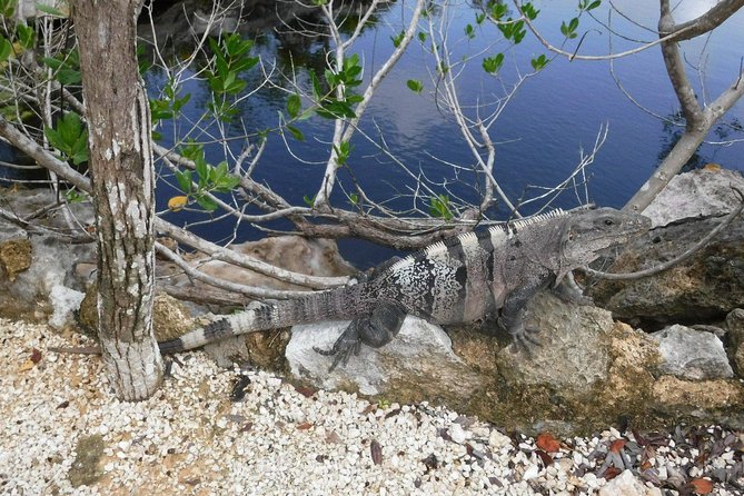 Tulum Ruins Tour (Private, Half Day) - A tour built around explanation, not just photographs
