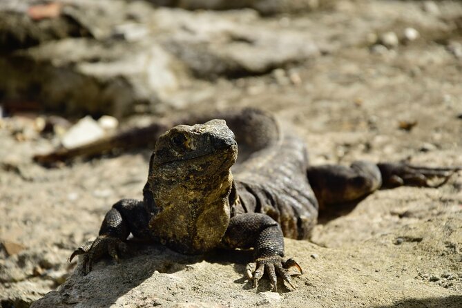 Tulum Ruins, Turtles in Akumal and Cenote tour - What the $129 price really covers