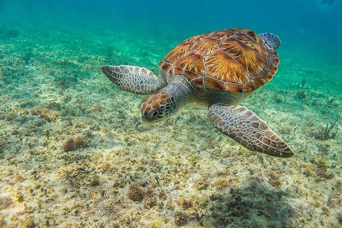 Tulum, Snorkeling with Sea Turtles, Cenote and Beachside Lunch - Transport, group size, and the real length of the day