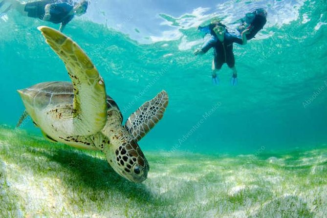 Turtle Encounter Private Tour – Swim with Sea Turtles & Cenote - Who will get the most from this tour